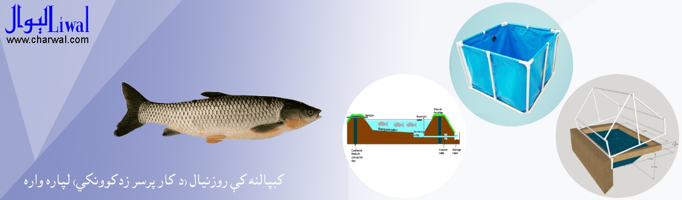 کبپالنه کې روزنيال (د کار پرسر زدکوونکى)
