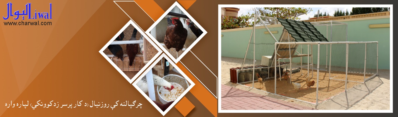 چرګپالنه کې روزنيال (د کار پرسر زدکوونکى)