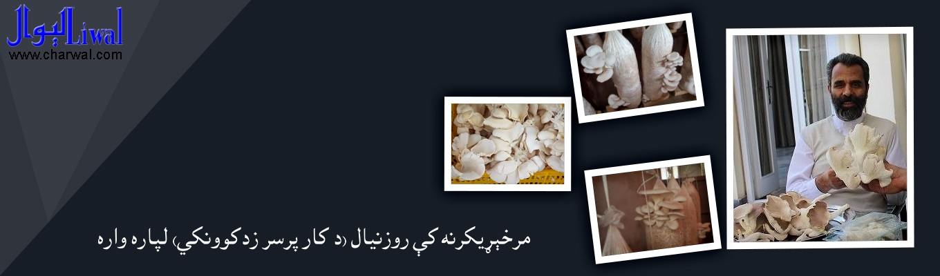 مرخېړيکرنه کې  روزنيال (د کار پرسر زدکوونکى)