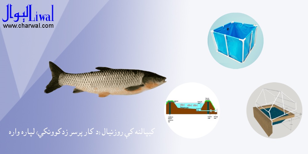 کبپالنه کې روزنيال (د کار پرسر زدکوونکى)