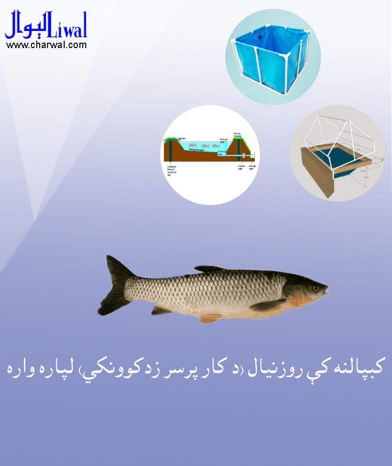 کبپالنه کې روزنيال (د کار پرسر زدکوونکى)