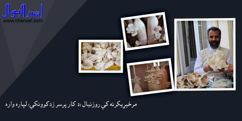 مرخېړيکرنه کې  روزنيال (د کار پرسر زدکوونکى)