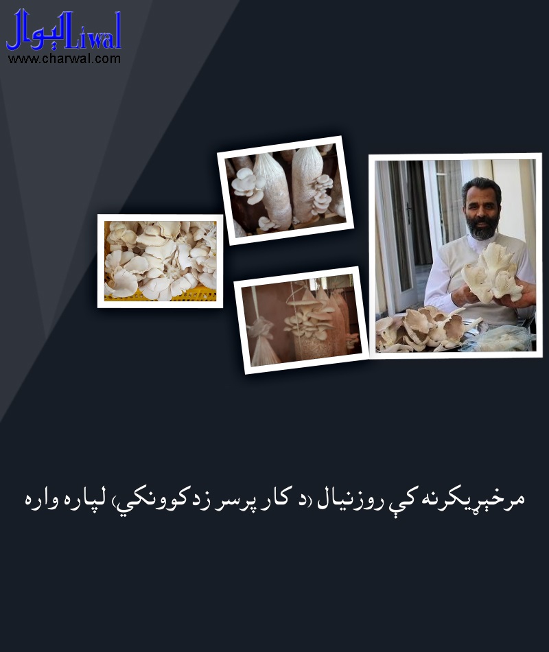 مرخېړيکرنه کې  روزنيال (د کار پرسر زدکوونکى)