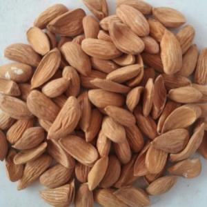 Mamra Almonds