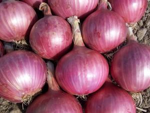 Liwal Htay, Fresh Red Onion 55mm+ Price 1.25 USD with free shipping
